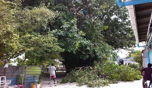 ދުވަސްވީ ނިކަގަސްތައް ކަނޑަން ފަށައިފި