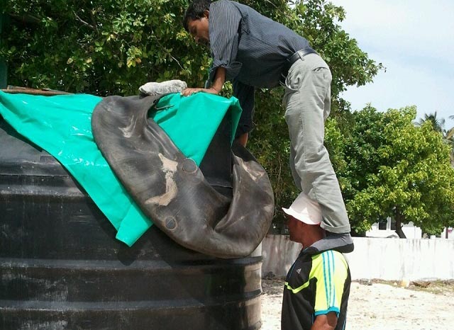 ޑެންގީ މަދިރި އުފެދޭ ތަންތަން ނައްތާލުމަށް ހޮސްޕިޓަލު މުވައްޒަފުން ނުކުމެއްޖެ