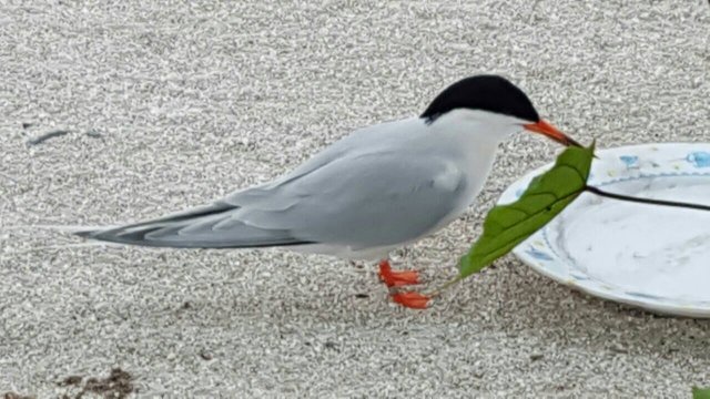 ތުޅާދޫން ދޫކޮށްލި ވައްލަ ޖޯޑު 5 އަހަރު ފަހުން ބިސް އަޅަން އެނބުރި ގެއަށް