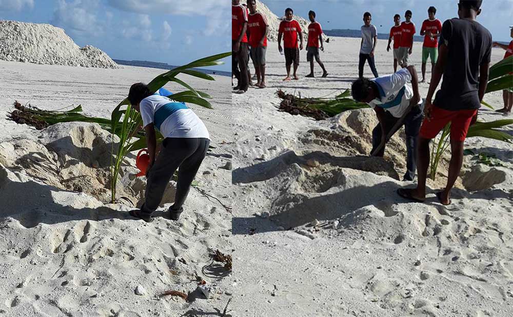 އޭދަފުށީ ހިއްކި ސަރައްދުގައި 300 އަށްވުރެ ގިނަ ގަސް އިންދައިފި