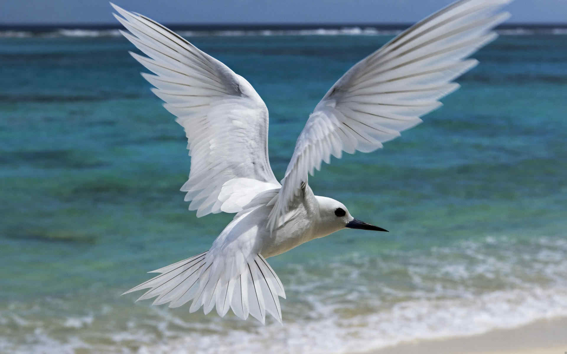 perfect-flying-bird-desktop-background-photos-free-download