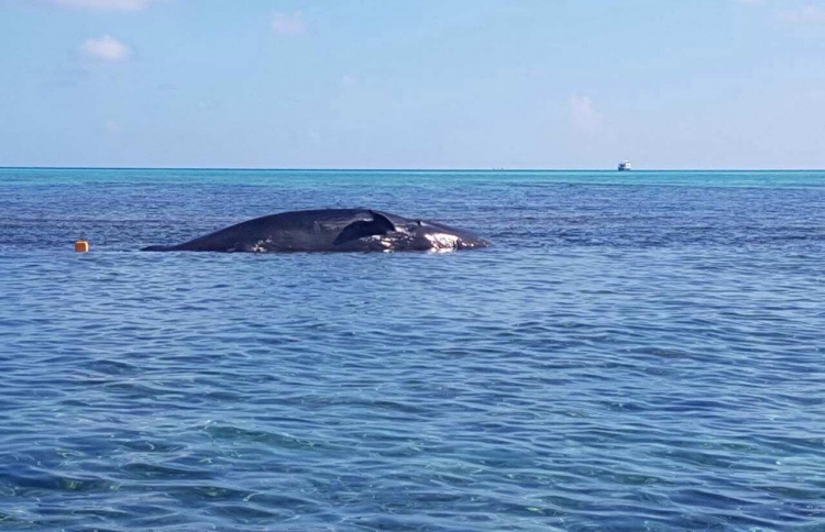 ގޮއިދޫ ކައިރިއަށް ލެއްގި ބޮޑުމަސް ކަނޑަށް ބޭރުކޮށްފި