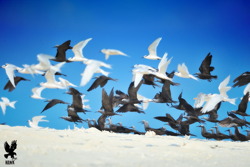 ހިޖުރަކުރާ ދޫނި ހިފާ ނަމަ ގާނޫނީ ފިޔަވަޅު އަޅާނަން: އީޕީއޭ