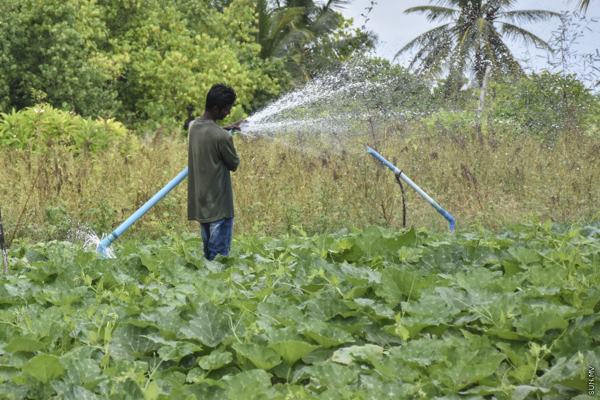 ގޮއިދޫން ދަނޑު ބިން ދޫކުރުމަށް އުސޫލުތަކެއް ހަދަނީ