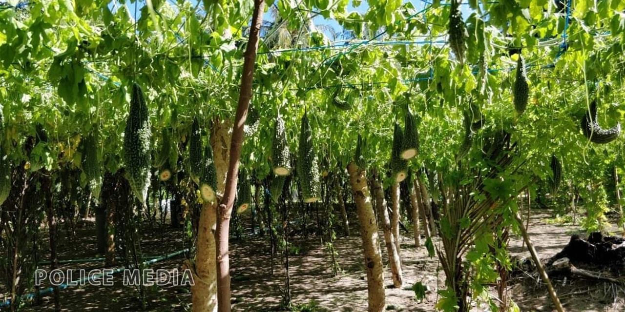 ގޮއިދޫ ތަރުކާރީ ދަނޑަކަށް ގެއްލުން ދީފި