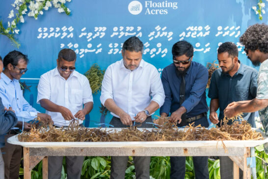 ފެހެންދޫގައި ހެއްދި މޫދުވިނަ އެކްސްޕޯޓްކުރަން ތައްޔާރުވެއްޖެ